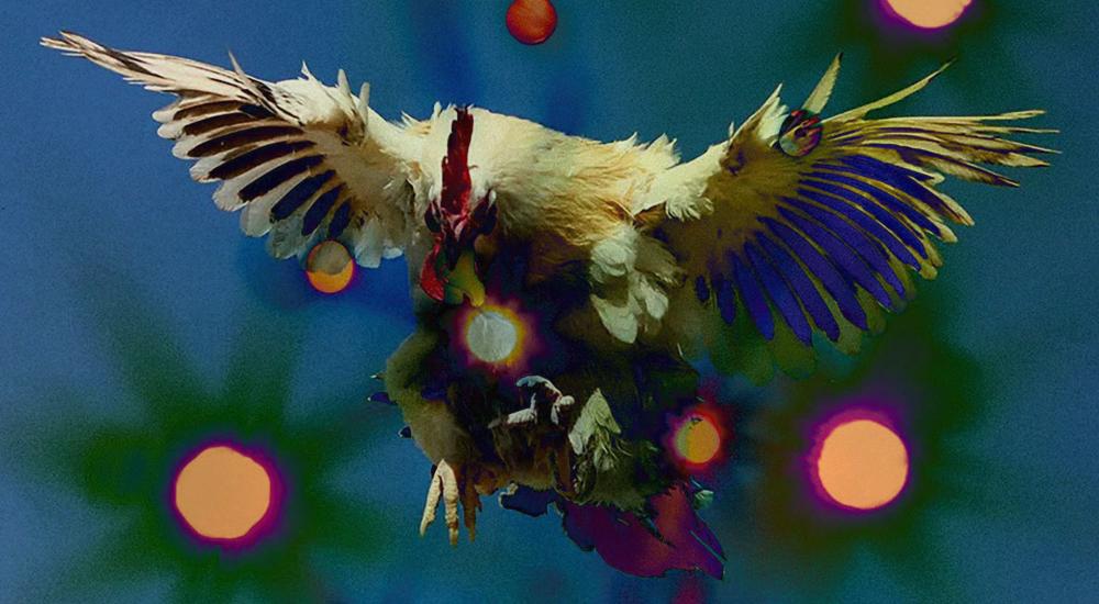 bird spreading wings