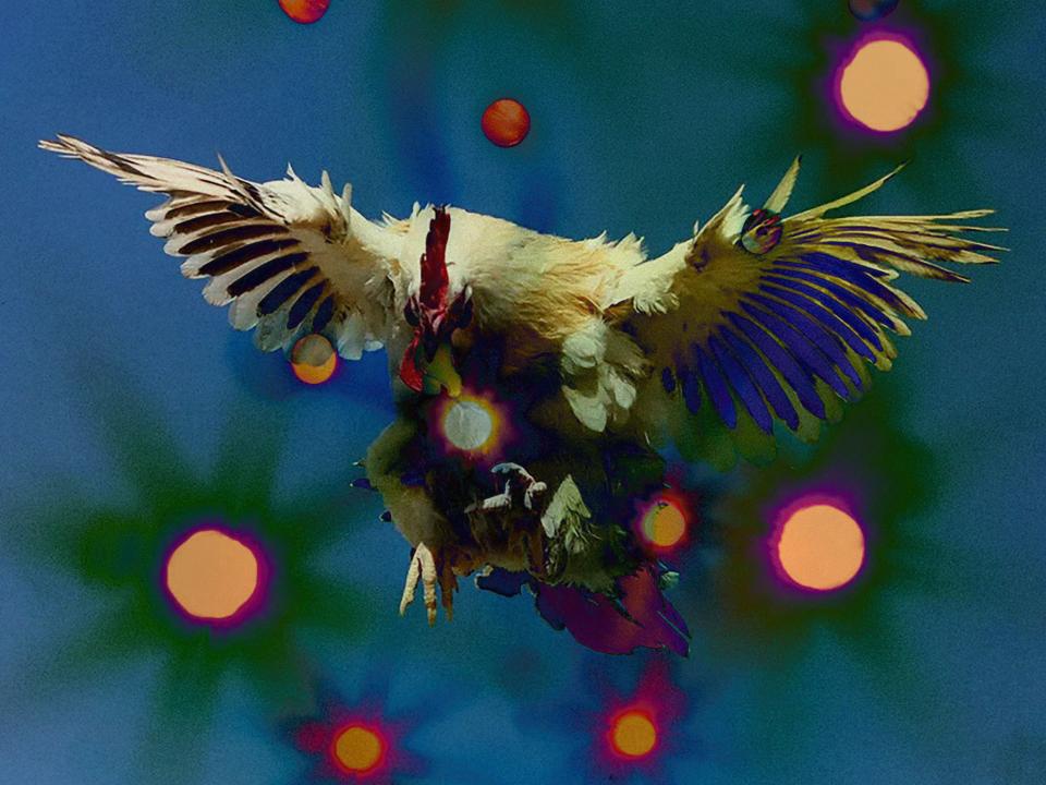 bird spreading wings